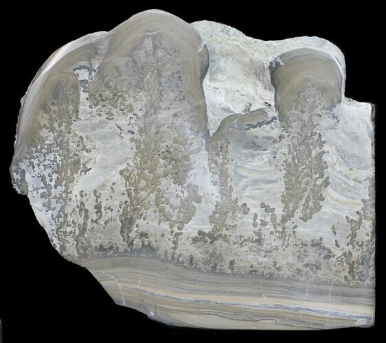 Triassic Aged Stromatolite Fossil - England #56164